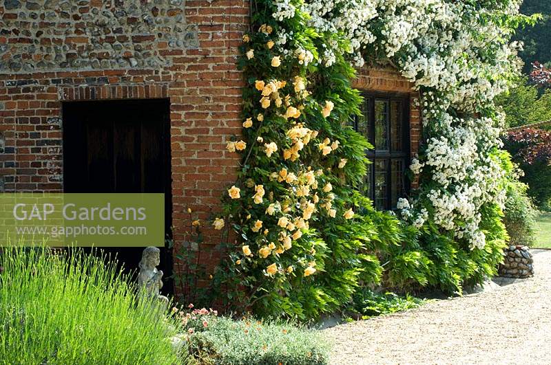Flowering climbing Rosa Rambling Rector and Wisteria growing against house. Hindringham Hall, Norfolk. 
