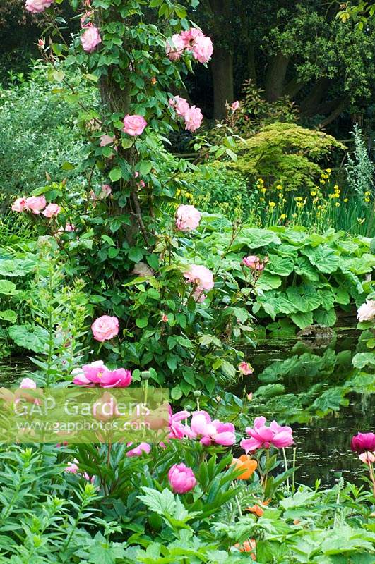 Rosa - pink rose climbing up wooden pole, underplanted with pink Paeonia - Peony by river. 