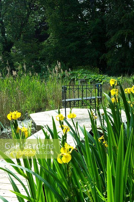 Iris pseudacorus - Yellow Iris - growing by wooden walkway and water. 