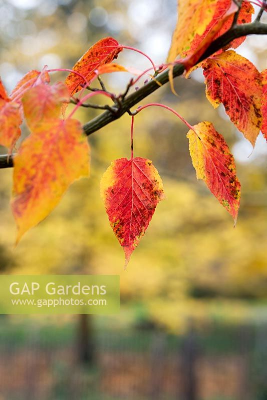 Acer 'Capillipes' - Red snake-bark maple leaves in autumn
