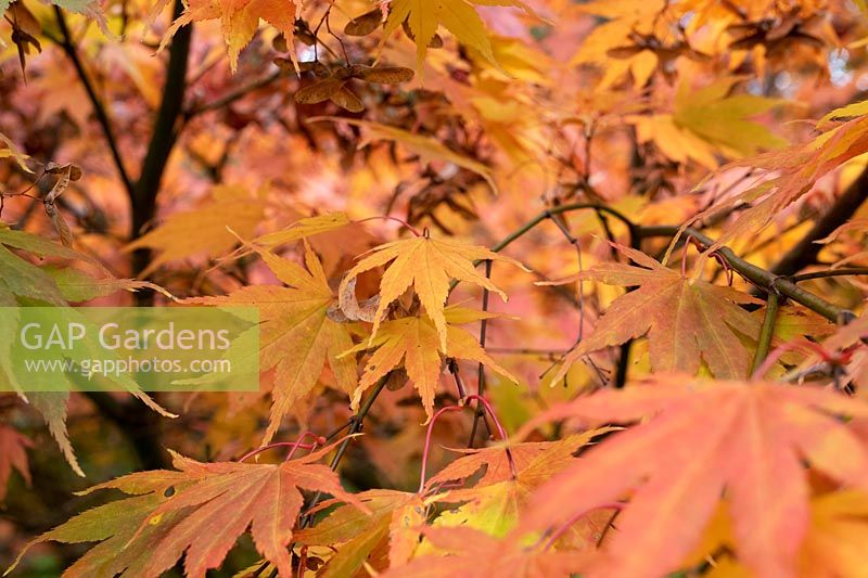 Acer palmatum 'Killarney' - Japanese Maple 'Killarney' foliage in autumn