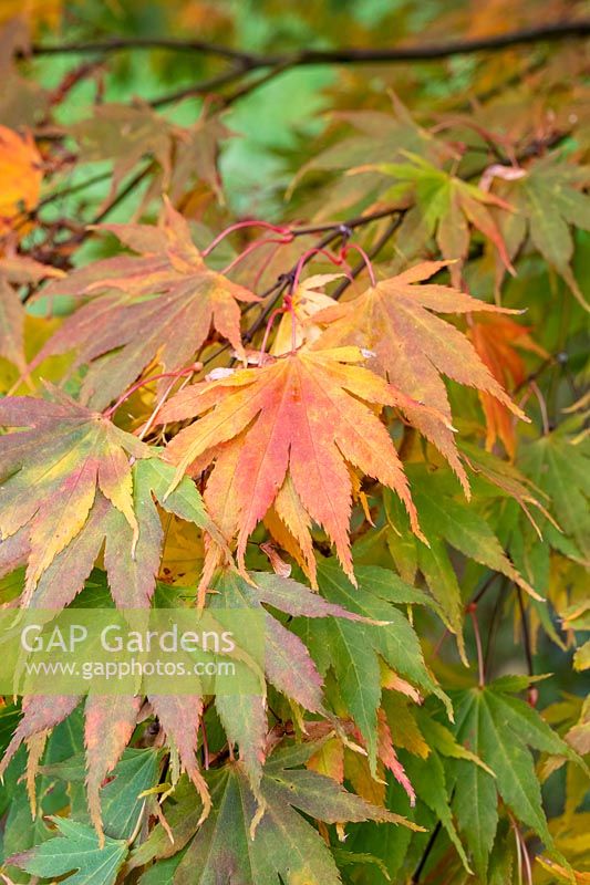 Acer palmatum 'Killarney' - Japanese Maple 'Killarney' foliage in autumn