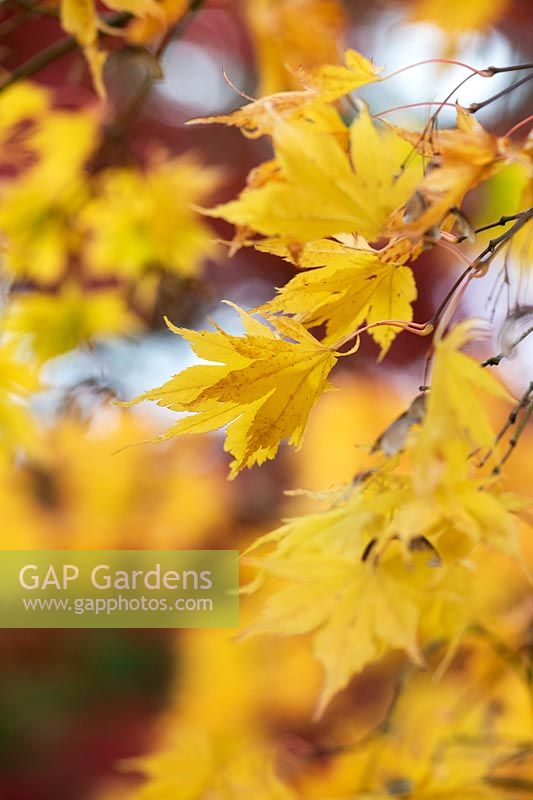 Acer palmatum 'Matsuyoi' - Japanese Maple 'Matsuyoi' leaves in autumn