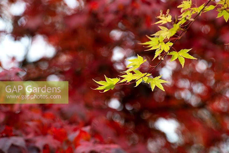 Acer palmatum 'Matsuyoi' - Japanese Maple 'Matsuyoi' leaves in autumn