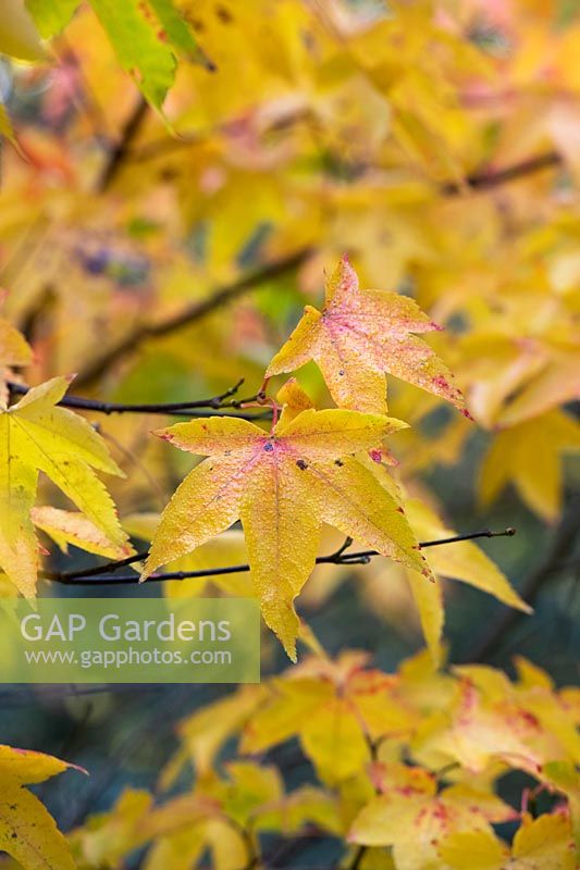 Acer 'Pubinerve' - Japanese Maple 'Pubinerve' leaves in autumn