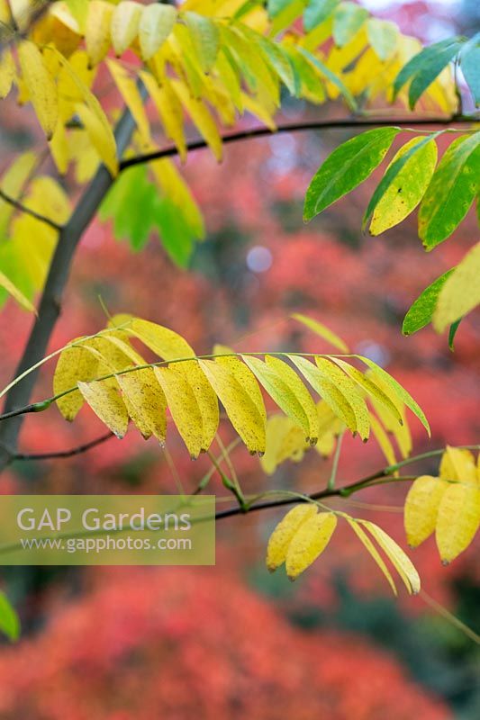 Cladrastis delavayi - Chinese yellowwood leaves in autumn
