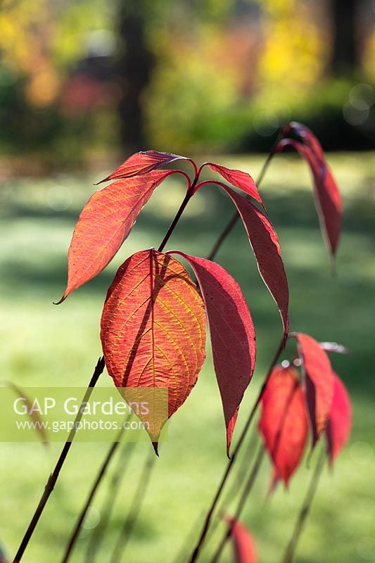 Cornus alba Baton Rouge 'Minbat' - Dogwood Baton Rouge foliage in autumn