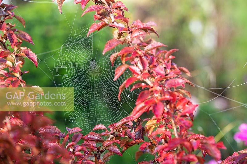 Spider's web in Prunus - Cherry tree foliage 