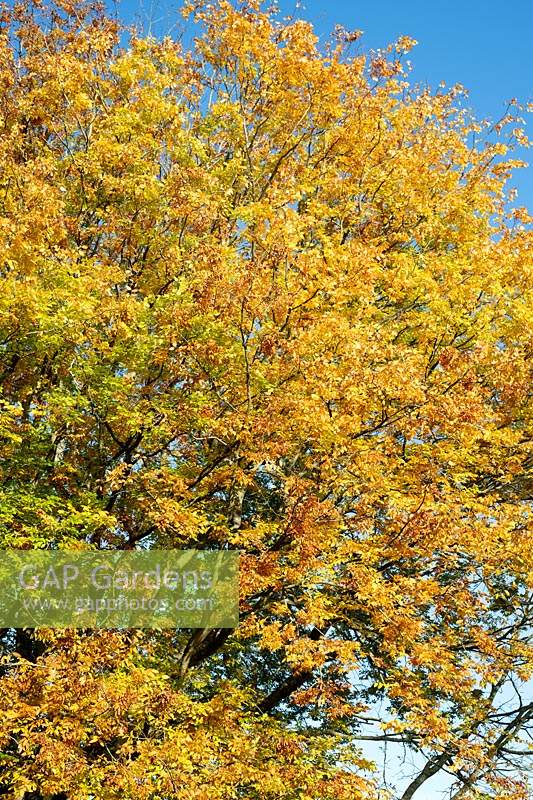 Zelkova carpinifolia - Caucasian Elm - against blue sky