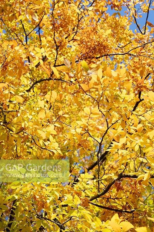 Zelkova carpinifolia - Caucasian Elm 