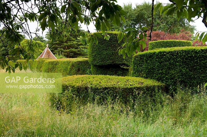 Clipped Taxus - Yew - topiary forms by wild grass meadow 