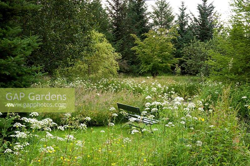 Wild, informal area surrounded by Anthriscus sylvestris - Cow Parsley - long grass and trees, bench in clearing