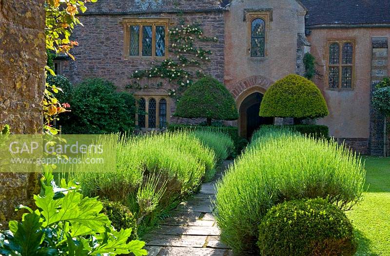 Budding Lavenular - Lavender - double border either side of paved pathway, leading to house entrance with topiary