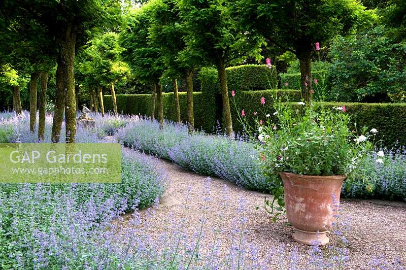 Double border of Nepeta - Catmint - under avenue of Robinia, gravel area with planted pot 