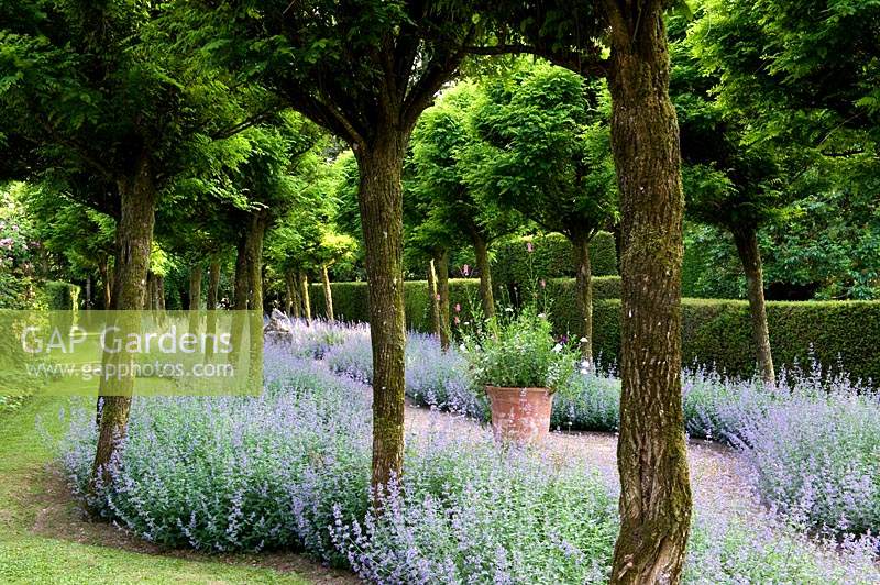 Double border of Nepeta - Catmint - under avenue of trees
. 