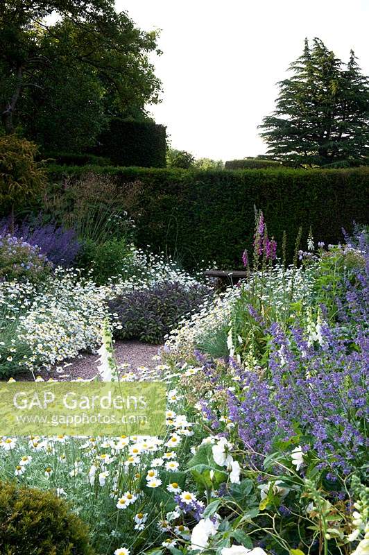 Double herbaceous border with gravel path, against formal hedge