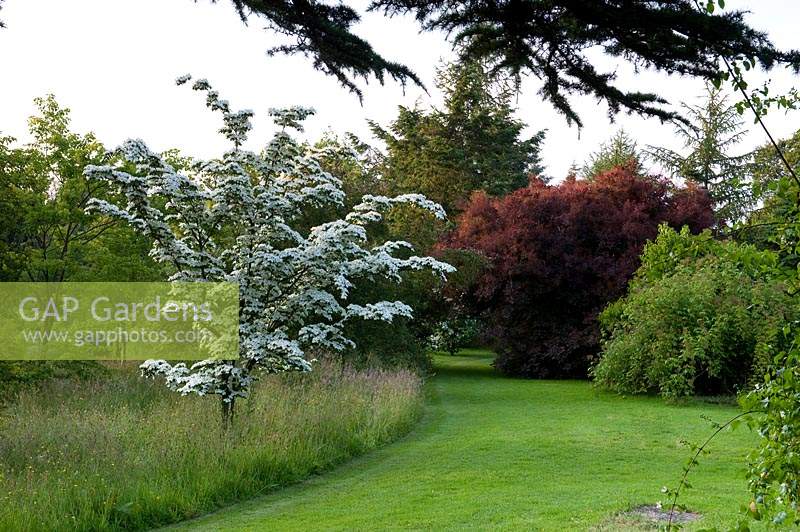 Meadow with white flowering Cornus - Flowering Dogwood - next to mown grass path with shrubs