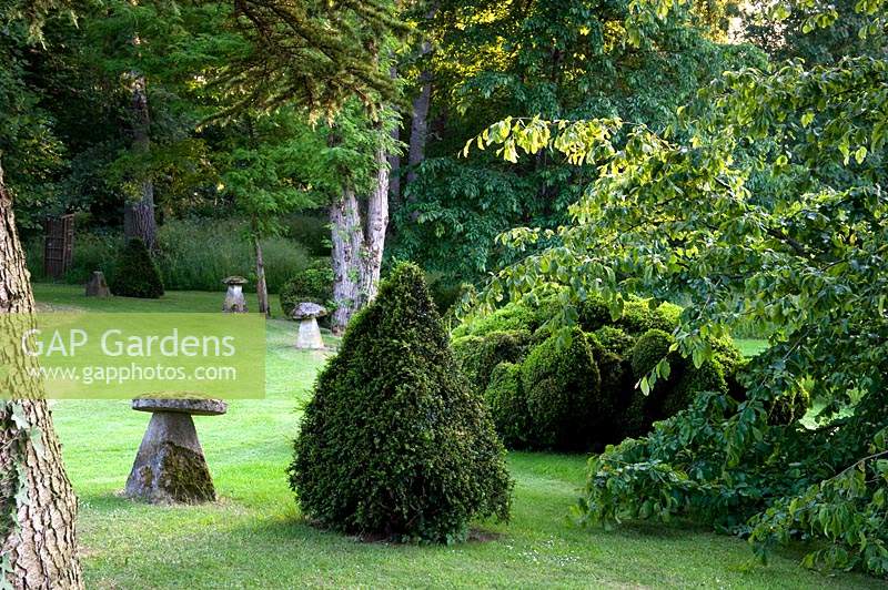 Topiarised Taxus - Yew - pyramid and staddle stones in lawn with cloud-pruned shrub, trees beyond