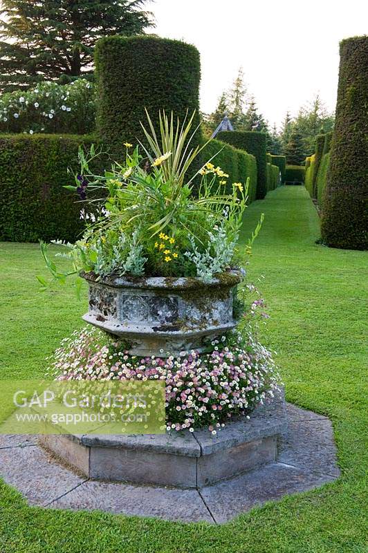 Stone font on plinth planted with Erigeron, Cordyline anthemis and other bedding plants. Focal point in a formal garden of lawn and avenue of topiary hedges