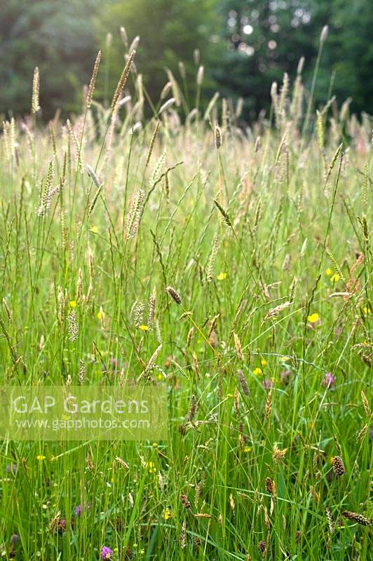 Tall Meadow Grass Stock Photo By Marcus Harpur Image 1357534