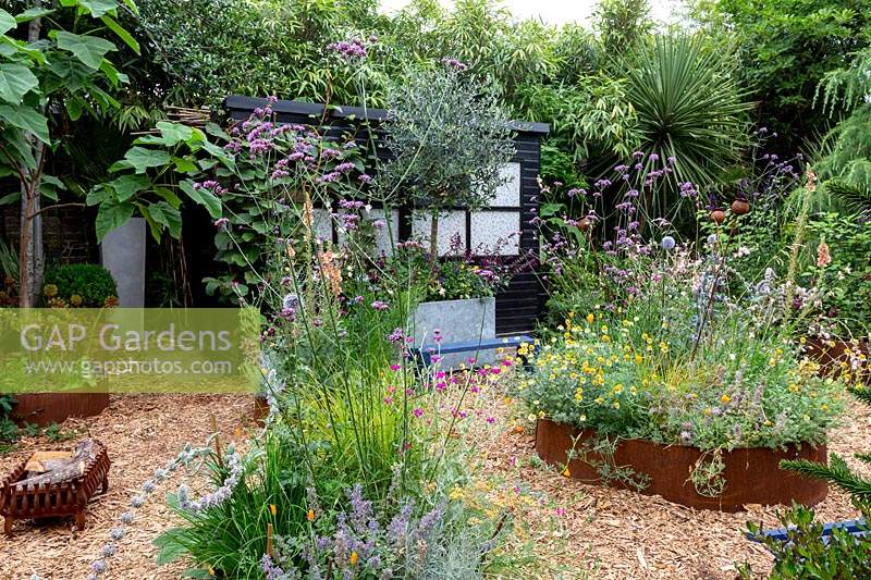 Modern cottage garden in West London. In corton steel raised beds planting includes Gaura Whirling Butterflies - tall white flowers, Lychnis coronaria - pink flowers, Nepeta 'Summer Magic' - Catmint, Eryngium Big Blue - Blue thistle and silver spikey leaves, Stachys byzantina Big Ears - Silver hair leaves with long silver flower spikes, Verbascum 'Caribbean Crush' - Tall apricot flower spikes, Anthemis 'Sauce Hollandaise' - daises, Echinops 'Taplow Blue' - Round thistle, Artemisia 'Nana' - silver soft low growing, Helictotrichon sempervirens - blue green grass at centre of main bed, stipa arundinacea - orange red grass, Euphorbia characias wulfenii helichrysum italicum - silver foliage curry plant.