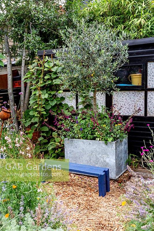 Modern cottage garden in West London with Olive tree in grey rectangular container with Salvia Love and Wishes - Purple pink flowers, Salvia Blue Marvel - blue purple flower, Marigold - yellow flower, and black shed in background.