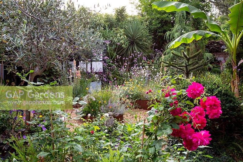 Modern cottage garden in West London - views through border with unknown pink rose from original garden, Olive tree in container, Musa basjoo looking towards Corten Steel Raised Beds with drought tolerant plants.