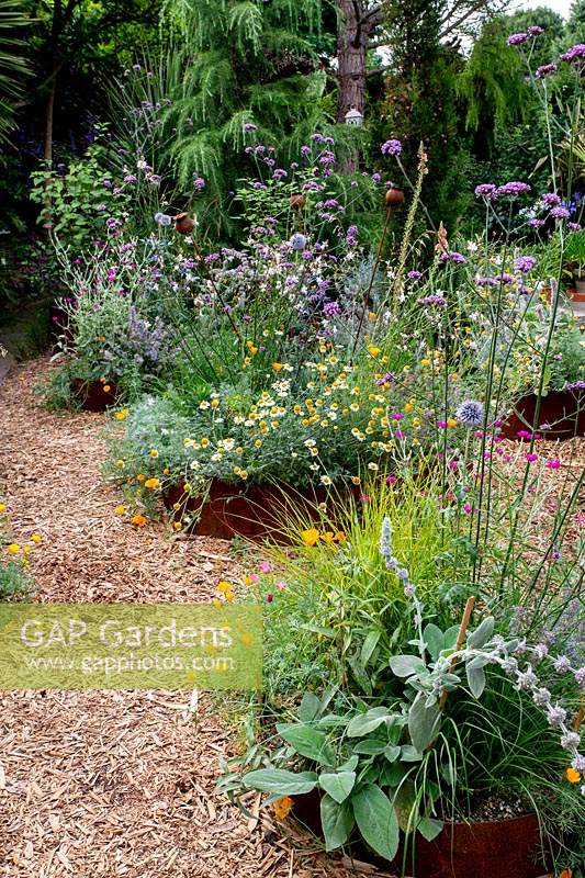 Modern cottage garden in West London. In corton steel raised beds planting includes Gaura Whirling Butterflies - tall white flowers, Lychnis coronaria - pink flowers, Nepeta 'Summer Magic' - Catmint, Eryngium Big Blue - Blue thistle and silver spikey leaves, Stachys byzantina Big Ears - Silver hair leaves with long silver flower spikes, Verbascum 'Caribbean Crush' - Tall apricot flower spikes, Anthemis 'Sauce Hollandaise' - daises, Echinops 'Taplow Blue' - Round thistle, Artemisia 'Nana' - silver soft low growing, Helictotrichon sempervirens - blue green grass at centre of main bed, stipa arundinacea - orange red grass, Euphorbia characias wulfenii helichrysum italicum - silver foliage curry plant, Verbena bonariensis.
