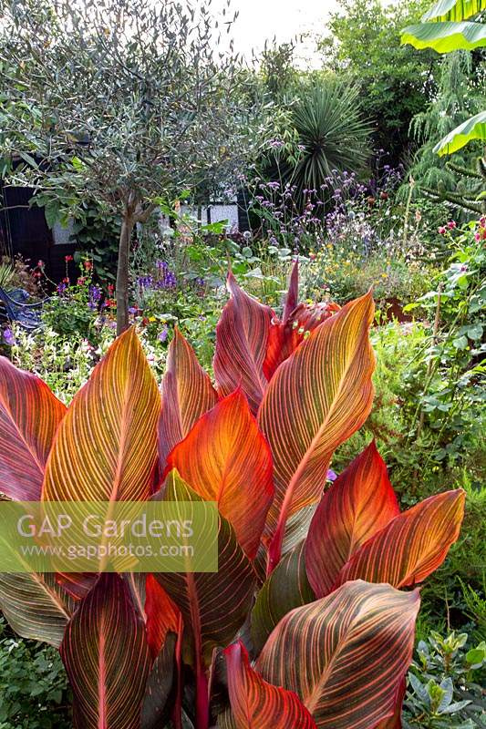 Modern cottage garden in West London, with Canna tropicana in terracotta container