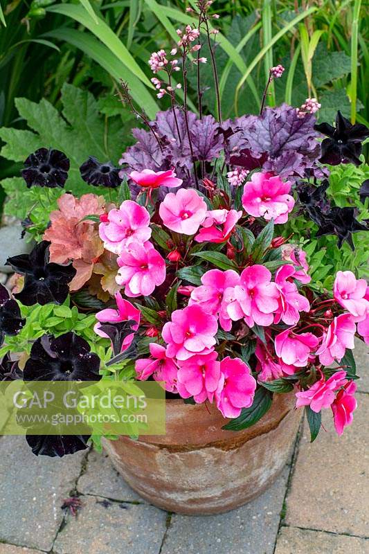 Modern cottage garden in West London - Petunia Black Velvet, pink Petunia bedding and Heuchera forever purple.