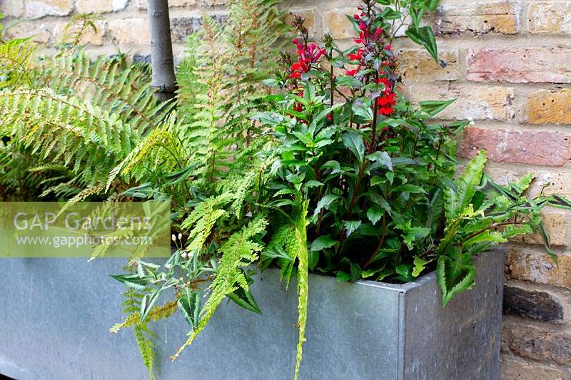 Modern cottage garden in West London with ferns and red Lobelia - unknown variety, in galvanised container.