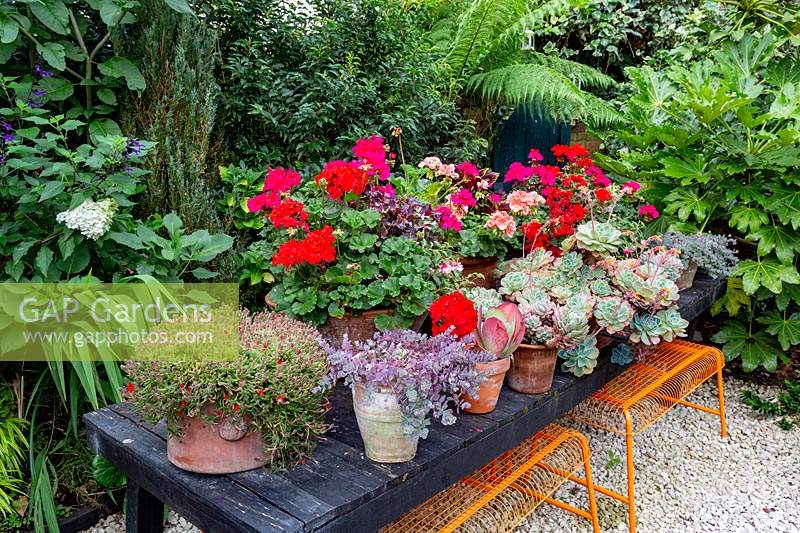 Modern cottage garden in West London. Succulent display with a selection of Echeveria and Aeonium and red and pink Pelargonium bedding.