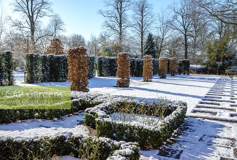 Carpinus betulus - Hornbeam pillars, Taxus baccata - yew hedge with stone paving and Buxus - box hedging with roses. Snow in January.