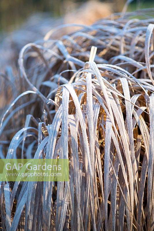 Panicum virgatum 'Warrior' covered with frost in Winter.