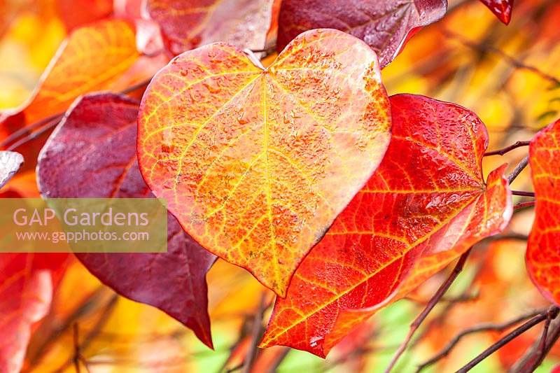 Cercis canadensis 'Ruby Falls' foliage in autumn.