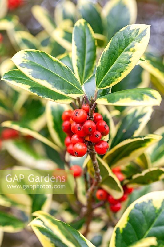 Ilex x altaclerensis 'Golden King' - Foliage and berries in autumn