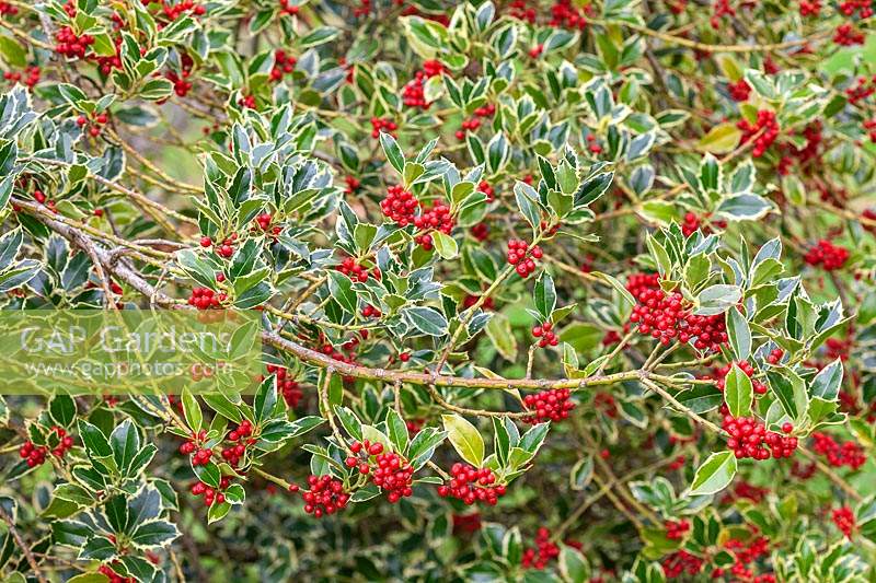 Ilex aquifolium 'Argentea Marginata' - Foliage and berries in autumn