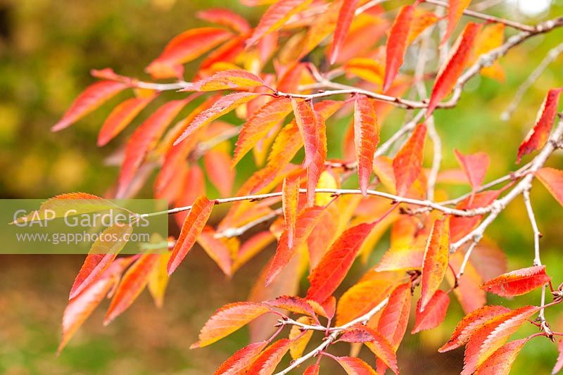 Prunus 'The Bride' - Foliage in autumn