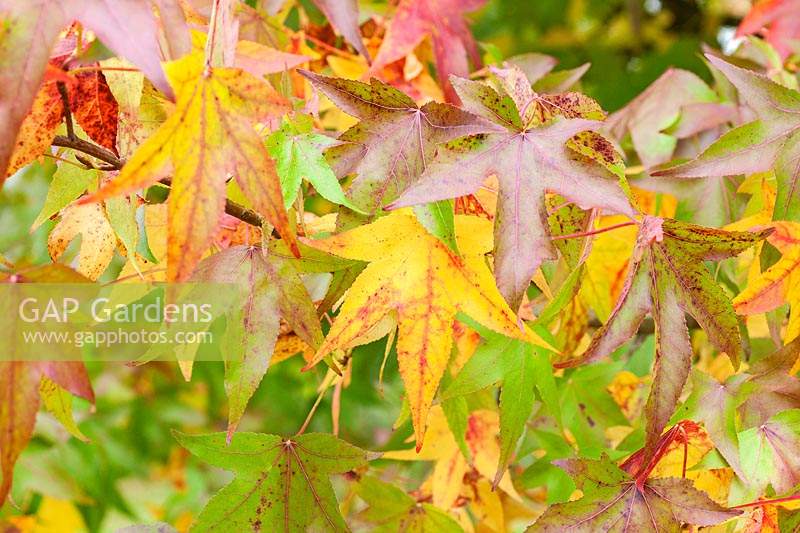 Liquidambar orientalis - Foliage in autumn