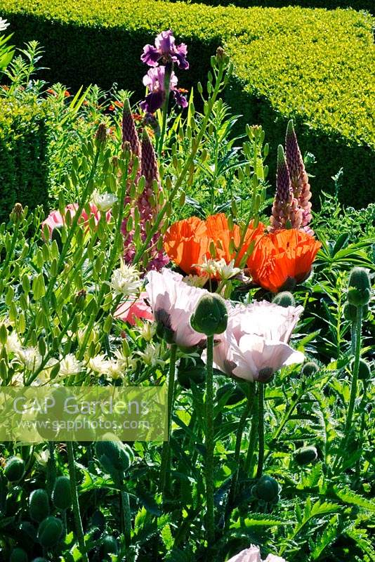 Papaver orientale - Oriental Poppy, Iris and Lupinus - Lupin - inside dwarf Buxus - Box - hedge
