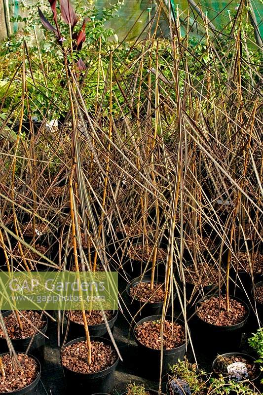 Pseudopanax crassifolius - Lancewood - in pots, for sale at a commercial nursery containing sub-tropical plug plants