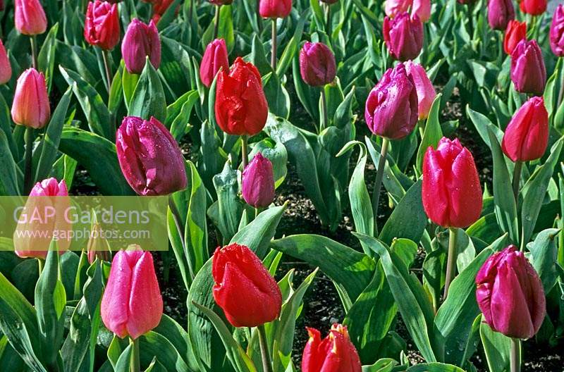 Tulipa 'Sorbet Fruits Rouges Mix' - Tulip - planted in a bed