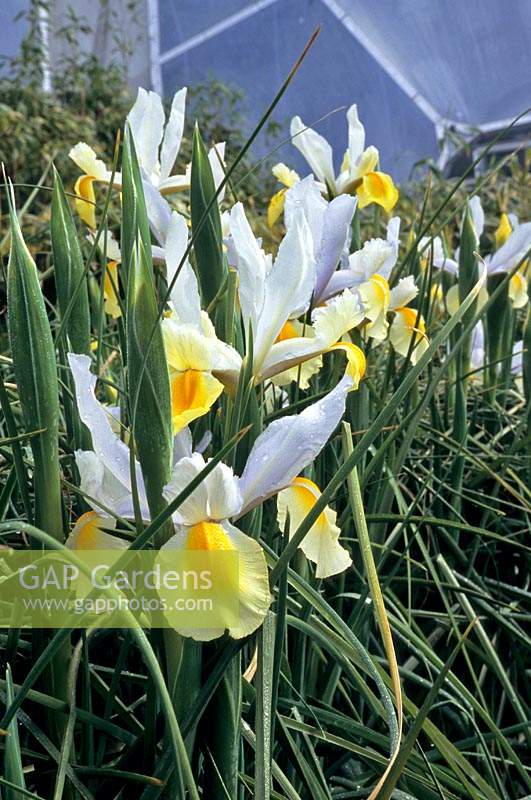 Iris x hollandica 'Duchy Blue' - Dutch Iris