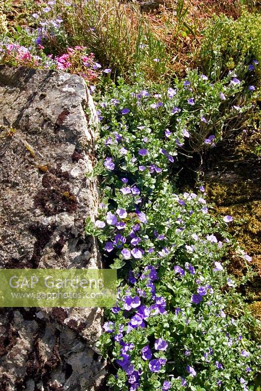 Convolvulus sabatius - Blue Rock Bindweed - clinging to a rock on cliff garden
