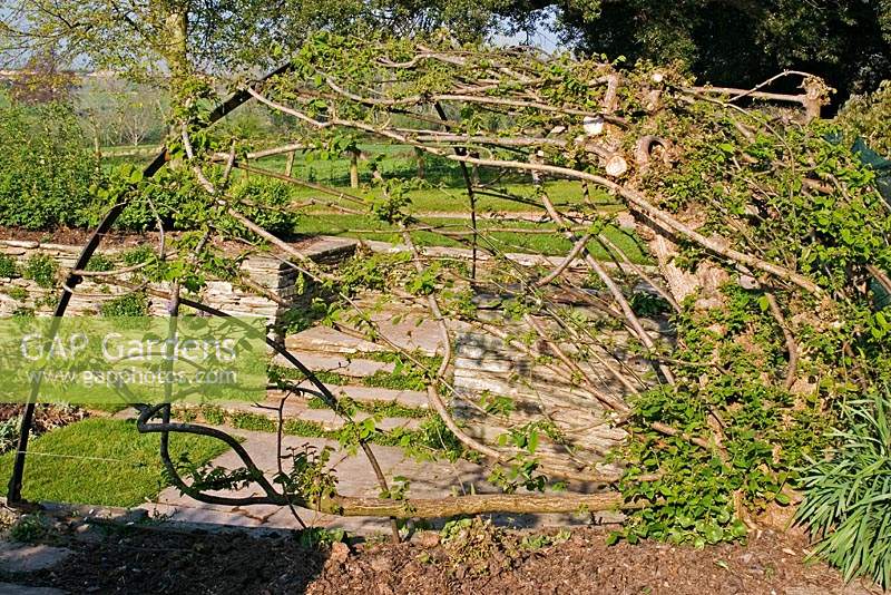 Carpinus betulus - Common Hornbeam - growing over a metal framework arbour, view of garden beyond