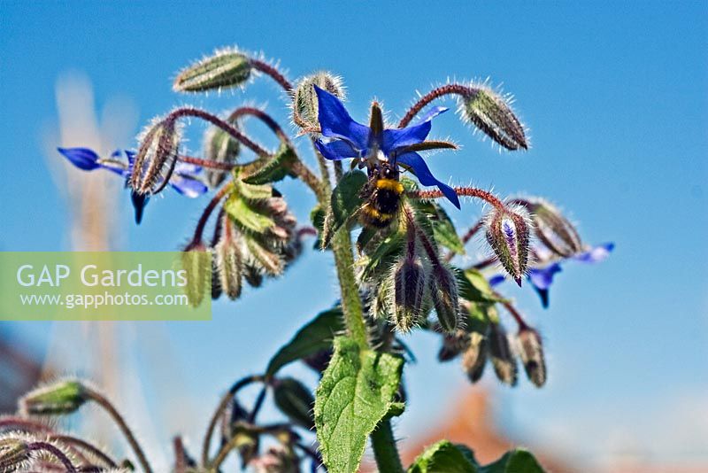 Bee on flower of Borago officianalis - Borage - against a blue sky
