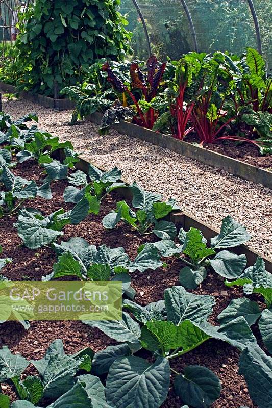 Organic vegetable production in raised beds at Highcroft Nursery, Cargreen, Cornwall, England showing cabbage - 'Ruby' chard and runner beans.
