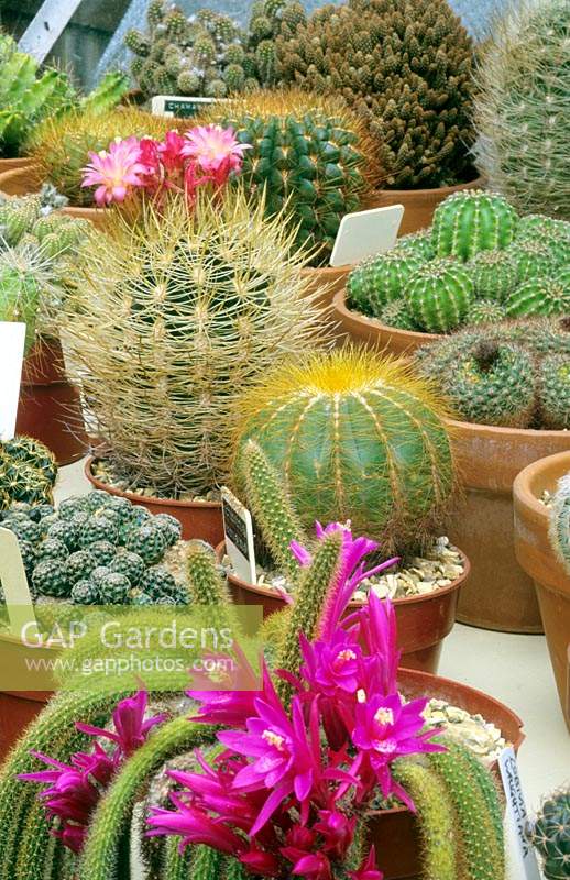 A selection of cacti in a greenhouse