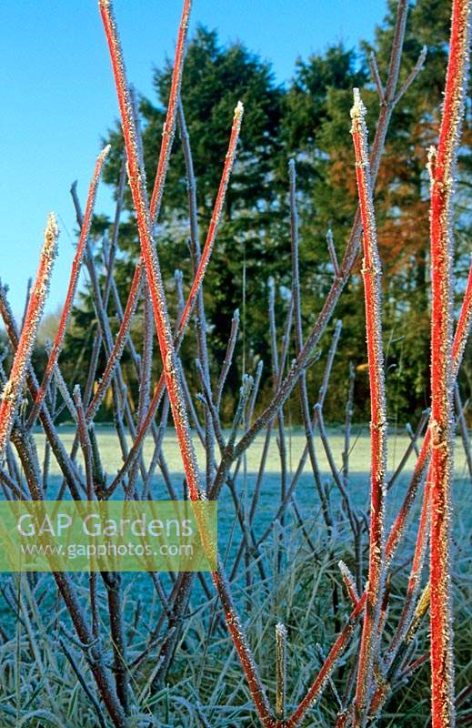 Cornus alba 'Sibirica' - Dogwood covered with a hoare frost