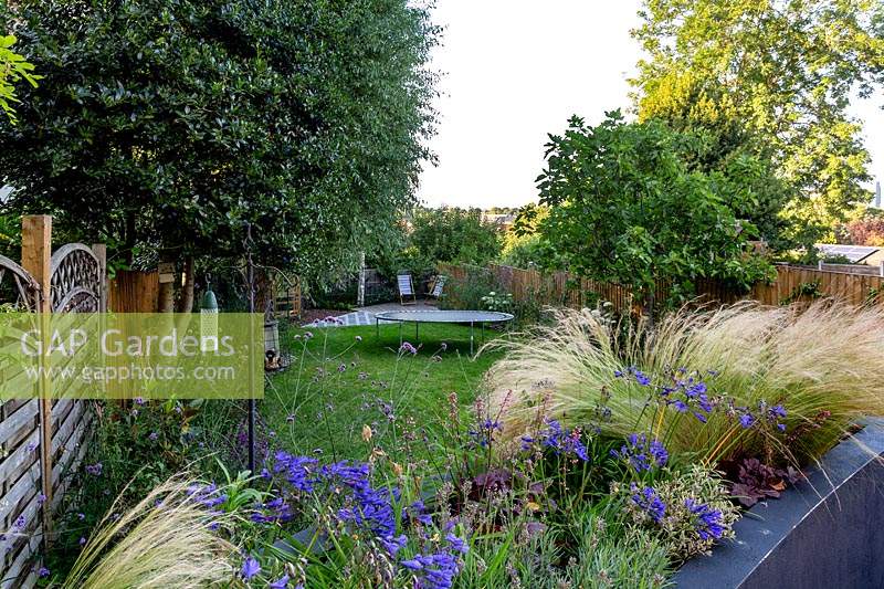 Contemporary garden in Wimbledon. Planting includes Agapanthus Navy Blue, Stipa tenuissima, heuchera berry smoothie in a raised bed overlooking lawn area with children trampoline.